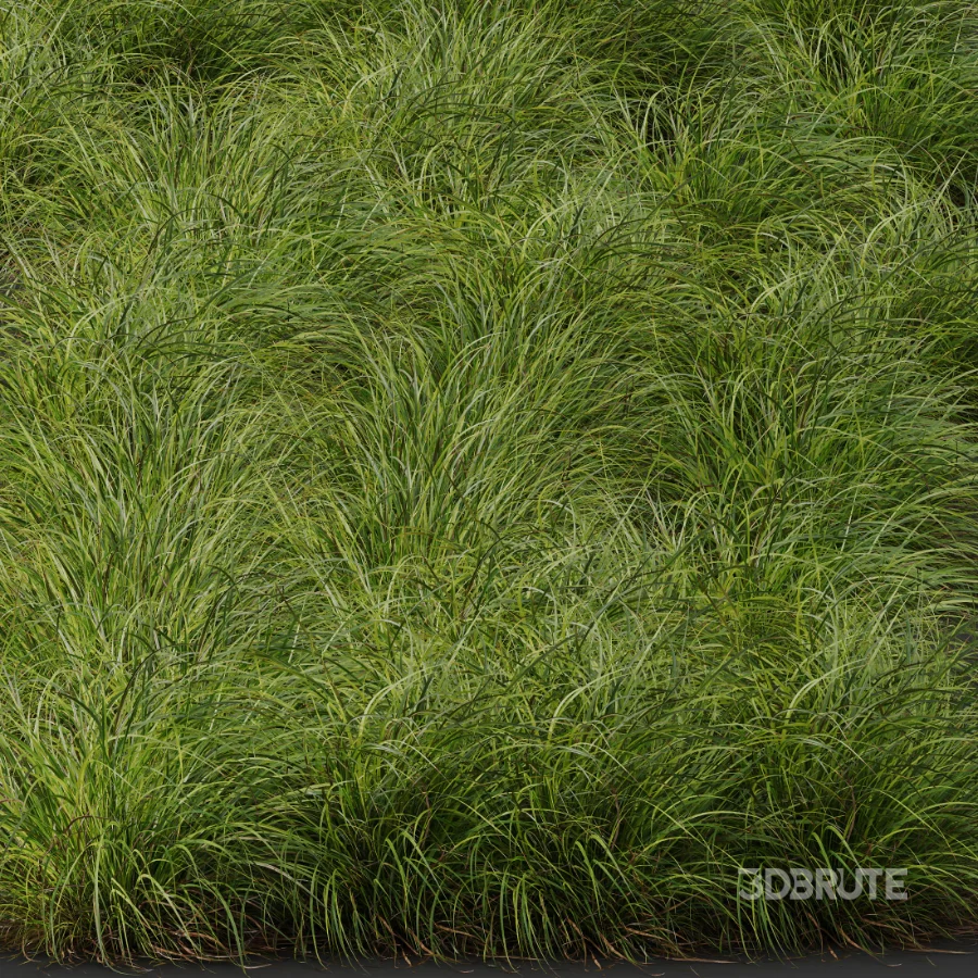 AV Celtica Gigantea Stipa Golden Oats and Carex Elata Aurea Grass Image 8