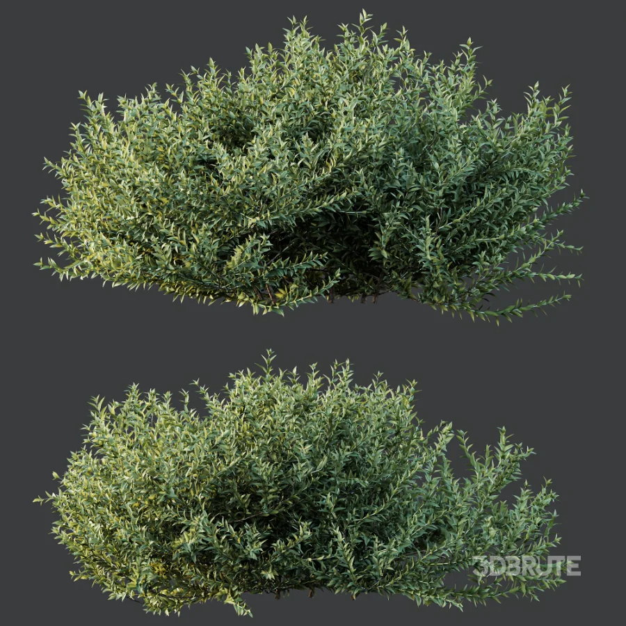 AV Gray Box Westringia Fruticosa Coastal Rosemary and Montra Olive Bushes Image 8