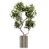 AV Indoor Plants Set 448 Areca Palm and Ravenala Banana and Europaea Olive Fig and Chemlali Olive and Olive Tree - Thumbnail 1