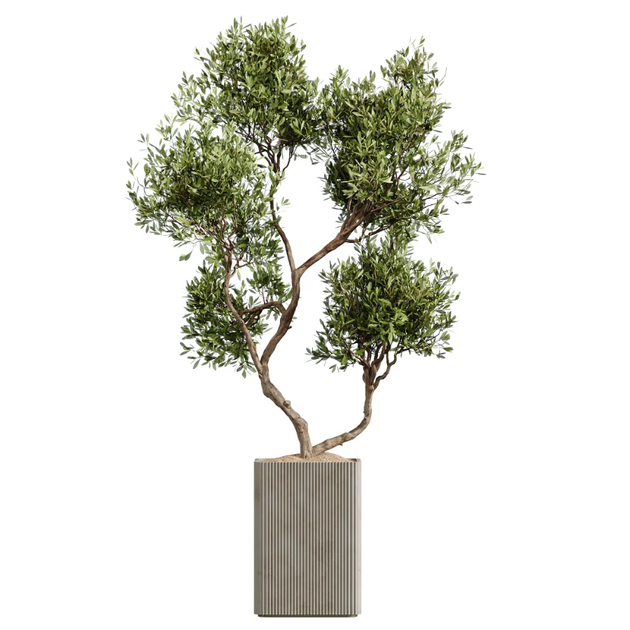 AV Indoor Plants Set 448 Areca Palm and Ravenala Banana and Europaea Olive Fig and Chemlali Olive and Olive Tree Image 1