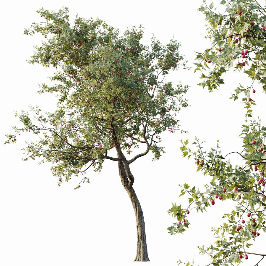 AV Plants Crataegus Pinnatifida Hawthorn Version02 Image 2