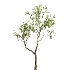 AV Indoor Plants Set 463 Ficus lyrata and Cyara Areca Palm and Aspidistra Elatio and Ficus Dracaena Marginata - Thumbnail 2
