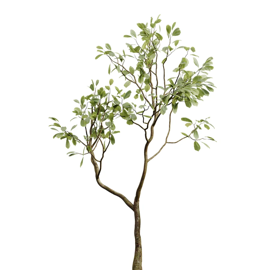 AV Indoor Plants Set 463 Ficus lyrata and Cyara Areca Palm and Aspidistra Elatio and Ficus Dracaena Marginata Image 2