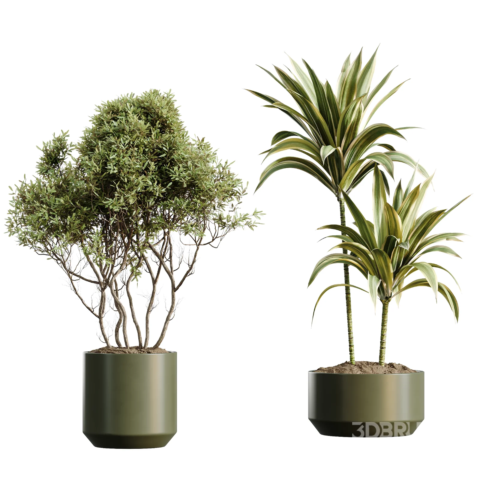 AV Indoor Plants Set 466 Dracaena Warneckii Lime Cane and Ficus