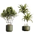 AV Indoor Plants Set 466 Dracaena Warneckii Lime Cane and Ficus microcarpa and Rhapis Lady Palm and Ravenala Banana and Chemlali Olive - Thumbnail 6
