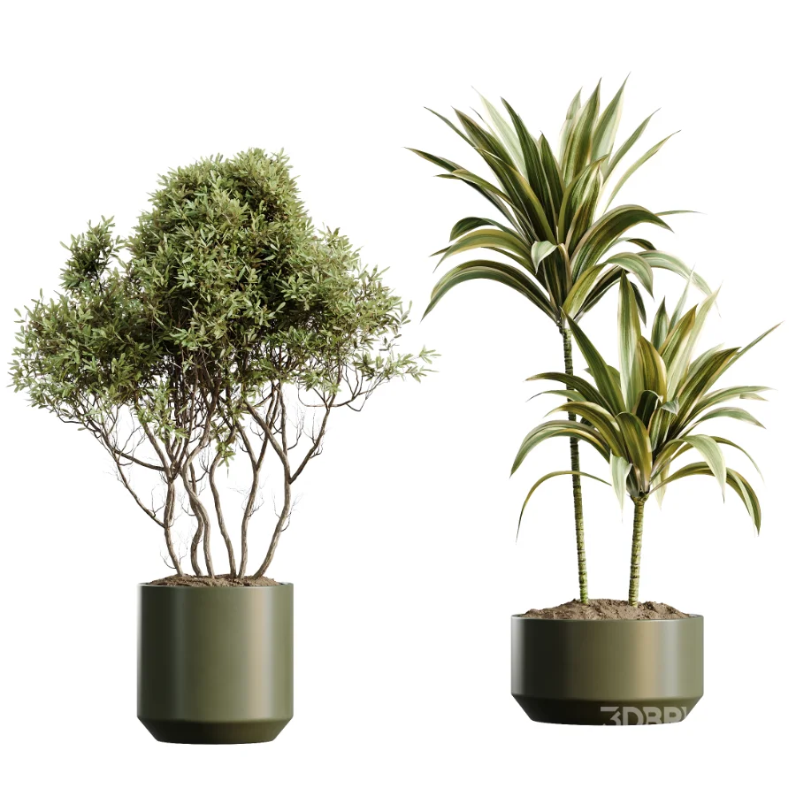 AV Indoor Plants Set 466 Dracaena Warneckii Lime Cane and Ficus microcarpa and Rhapis Lady Palm and Ravenala Banana and Chemlali Olive Image 6