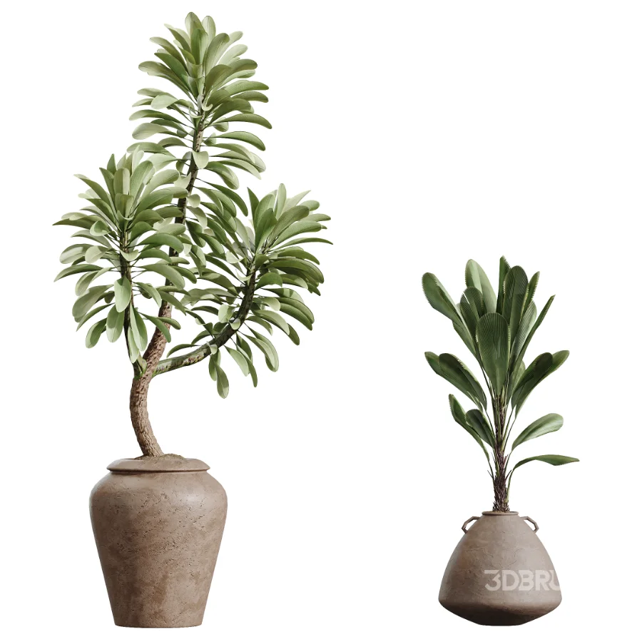 AV Indoor Plants Set 464 Olive Euphorbia Drupifera Cunjevoi Alocasia Spineless Yucca Licuala Palm Image 7
