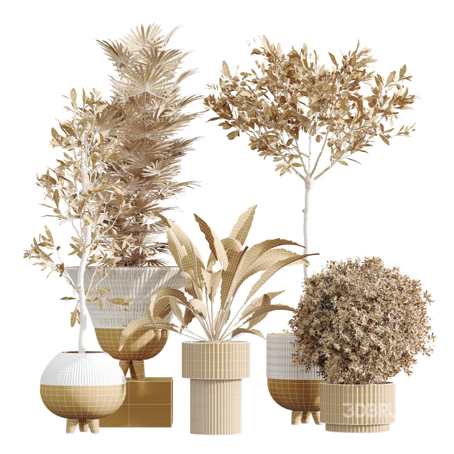 AV Indoor Plants Set 456 Wilsonii Chemlali Olive and Mission Olive Tree and Rhapis Lady Palm and Spathiphyllum Wallisii Image 7