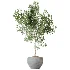 AV Indoor Plants Set 453 Briful Pachira and Elegant Monstera and Aloe Vera Succulents and Ficus Dracaena Marginata - Thumbnail 3