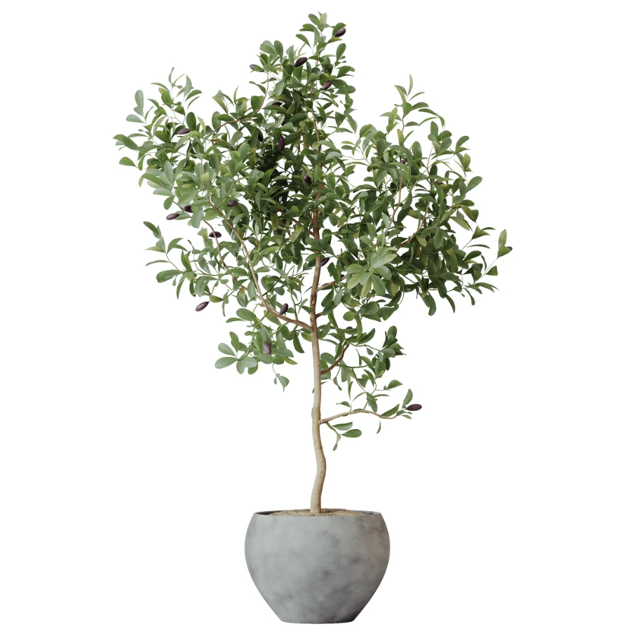 AV Indoor Plants Set 453 Briful Pachira and Elegant Monstera and Aloe Vera Succulents and Ficus Dracaena Marginata Image 3