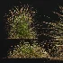 AV Stipa arundinacea Anemanthele lessoniana and Stipa arundinacea Sweet Grass - Thumbnail 6