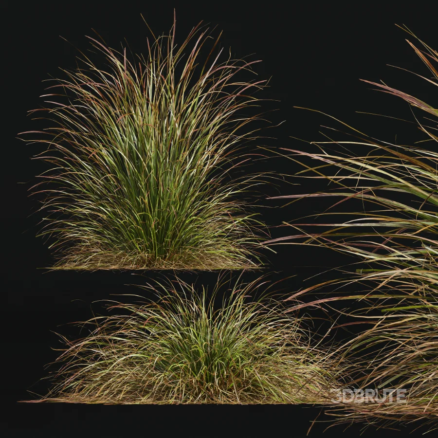 AV Stipa arundinacea Anemanthele lessoniana and Stipa arundinacea Sweet Grass Image 6