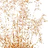 AV Celtica Gigantea Stipa Golden Oats and Stipa Tenuissima Ostnica Mocna Pony Tails - Thumbnail 15