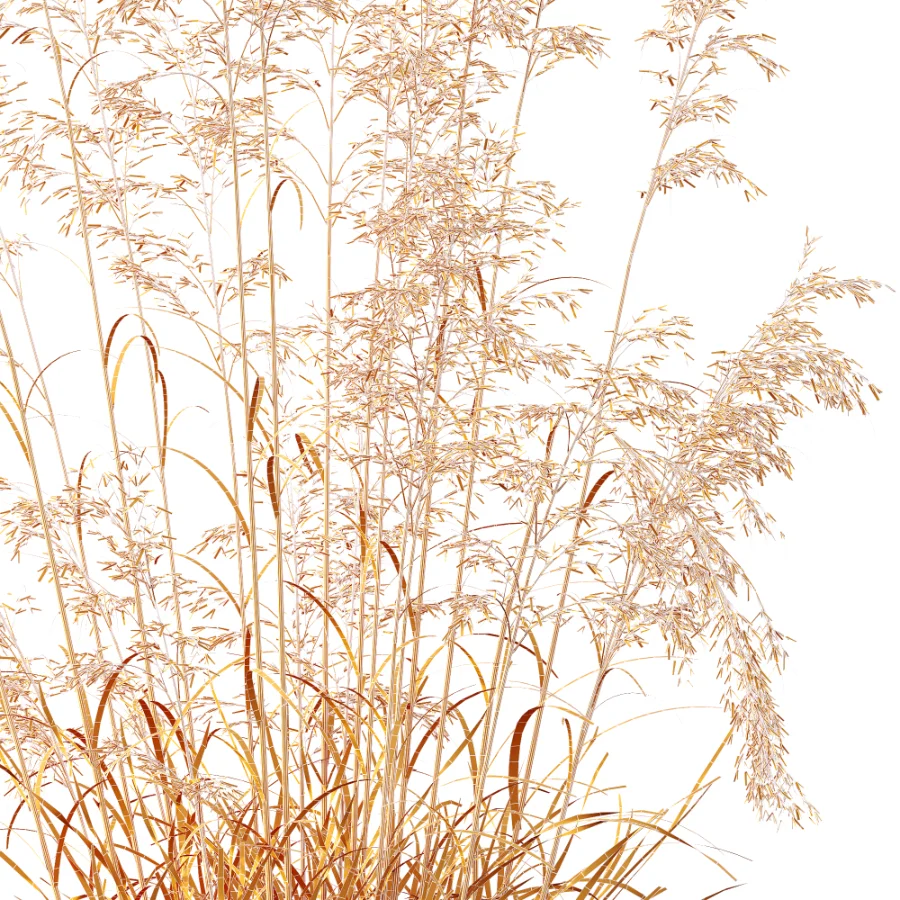 AV Celtica Gigantea Stipa Golden Oats and Stipa Tenuissima Ostnica Mocna Pony Tails Image 15