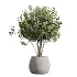 AV Indoor Plants Set 454 Chemlali Olive Tree and Bird Of ParadiseBird and Ficus microcarpa and Ficus Dracaena Marginata - Thumbnail 2