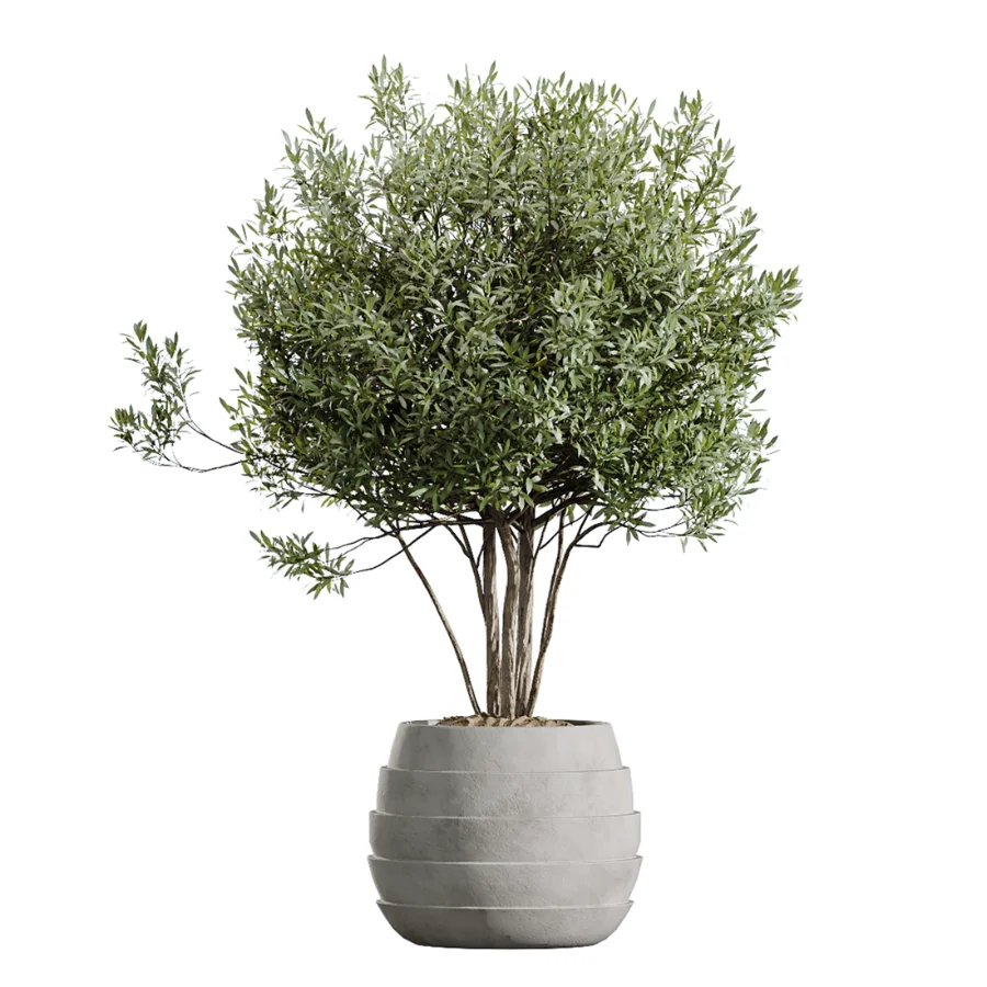 AV Indoor Plants Set 454 Chemlali Olive Tree and Bird Of ParadiseBird and Ficus microcarpa and Ficus Dracaena Marginata Image 2