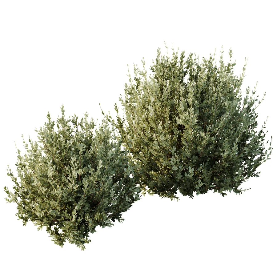 AV Gray Box Westringia Fruticosa Coastal Rosemary and Montra Olive Bushes Image 2