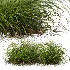 AV Celtica Gigantea Stipa Golden Oats and Carex Elata Aurea Grass - Thumbnail 3