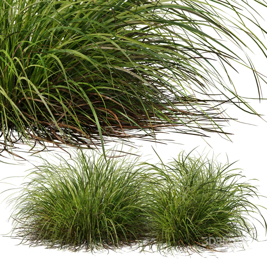 AV Celtica Gigantea Stipa Golden Oats and Carex Elata Aurea Grass Image 3