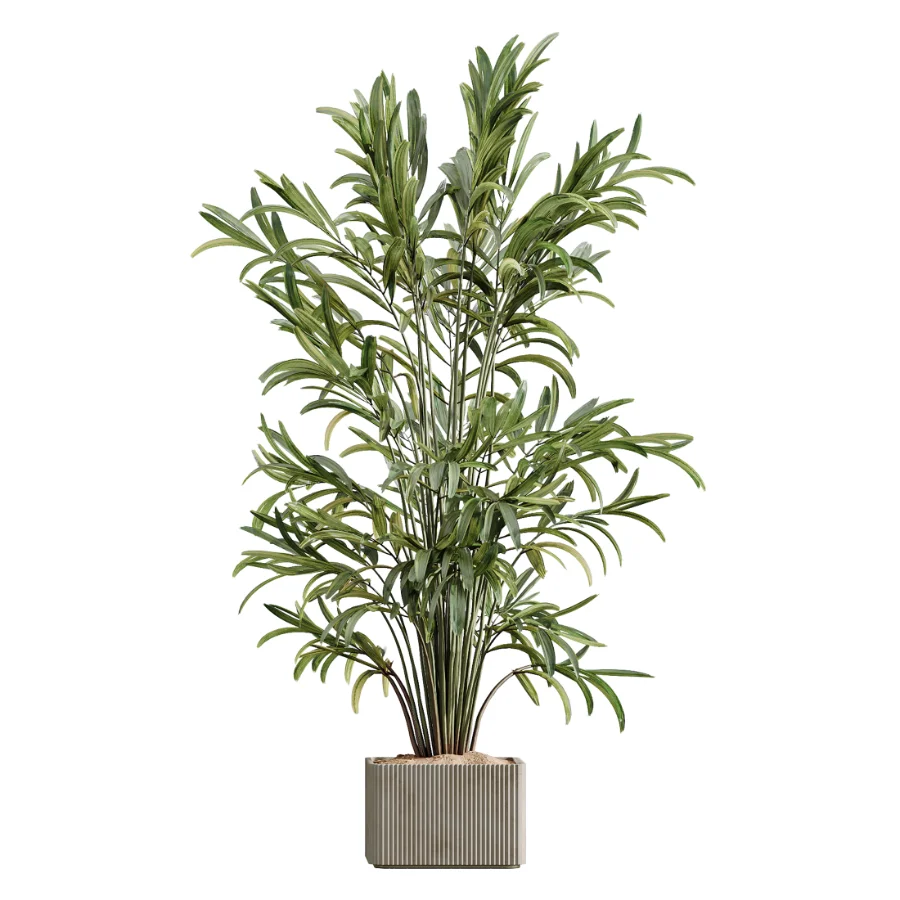 AV Indoor Plants Set 448 Areca Palm and Ravenala Banana and Europaea Olive Fig and Chemlali Olive and Olive Tree Image 4