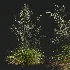 AV Calamagrostis Acutiflora Karl Foerster and Stipa arundinacea Sweet Grasses - Thumbnail 7