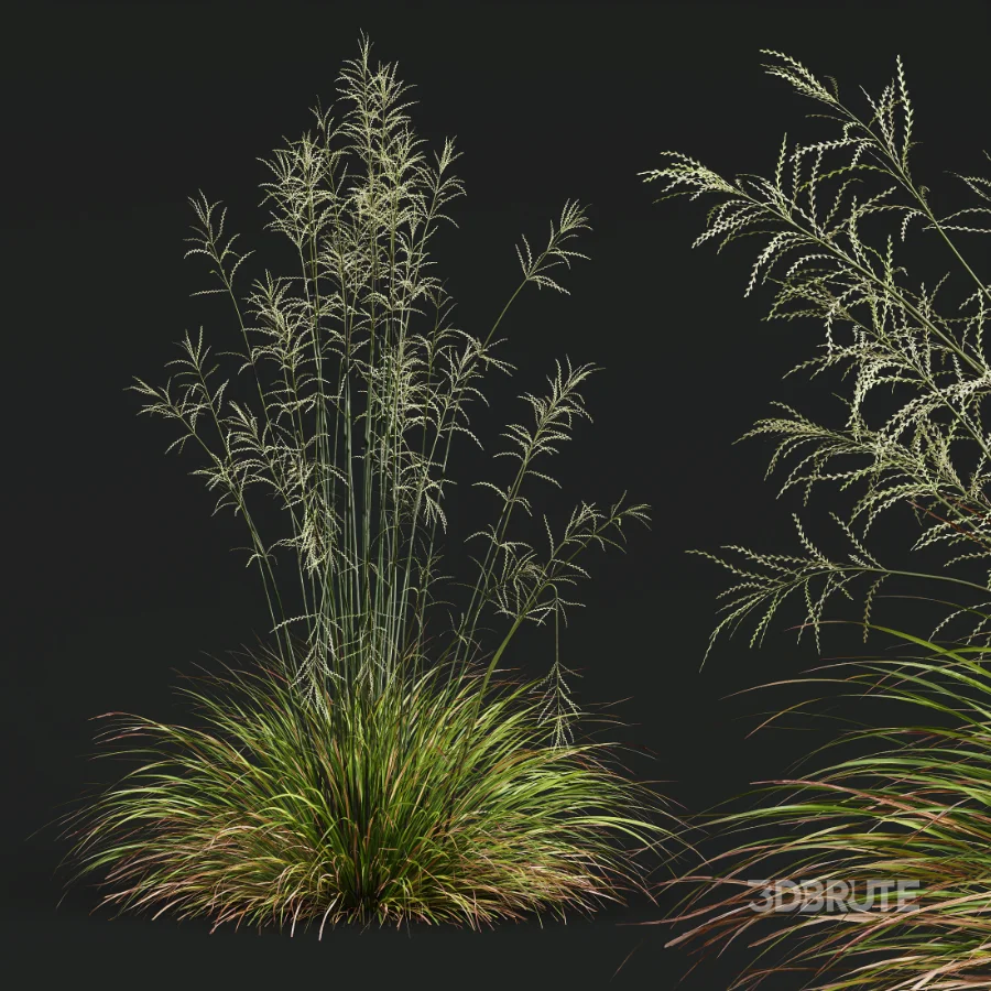 AV Calamagrostis Acutiflora Karl Foerster and Stipa arundinacea Sweet Grasses Image 7