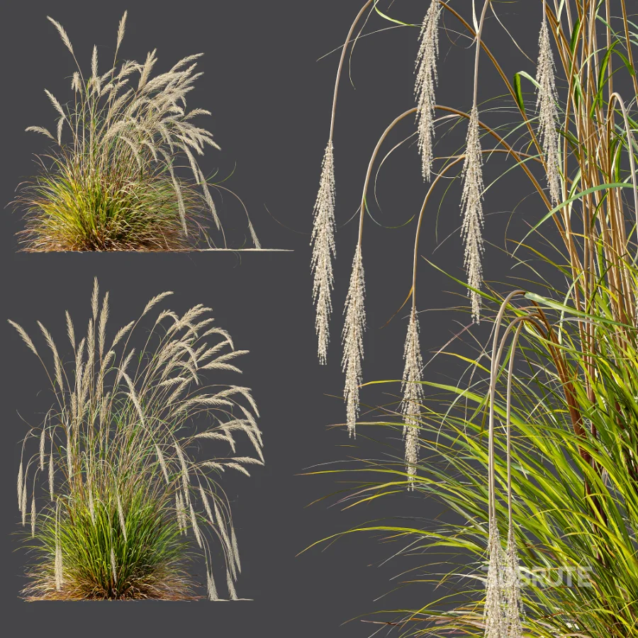 AV Calamagrostis Acutiflora Karl Foerster and Stipa arundinacea Sweet Grasses Image 9