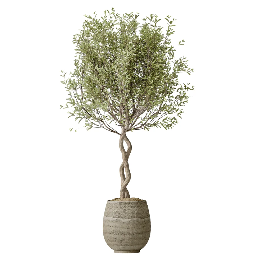 AV Indoor Plants Set 501 AloeVera Succulent and Orange Tree and Spineless Yucca and Chemlali Olive and Ravenala Banana Image 4