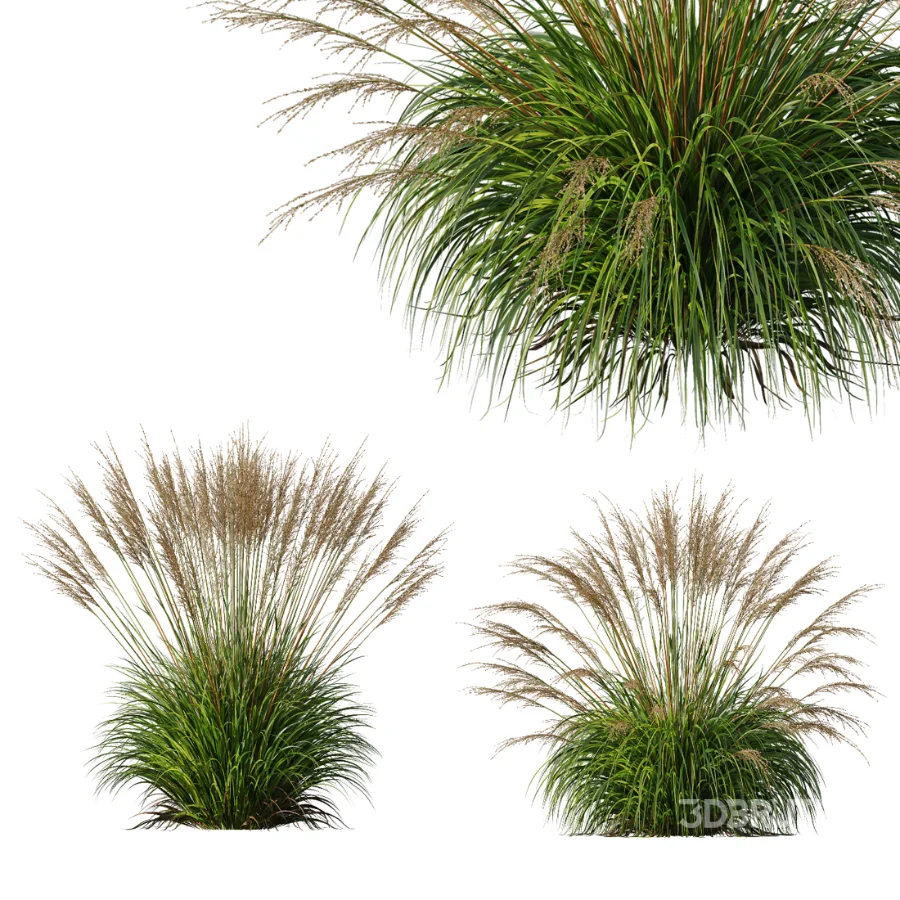 AV Molinia Caerulea Heidebraut Kleines Pfeifengras Image 6