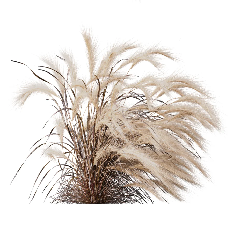 AV Carex Testacea Orange Sedge Grass Prairie Fire and Nassella Tenuissima fall Image 1