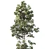 AV Pinus Palustris and Pinus Nigra Sylvestris Subsp Winter Snow trees - Thumbnail 3