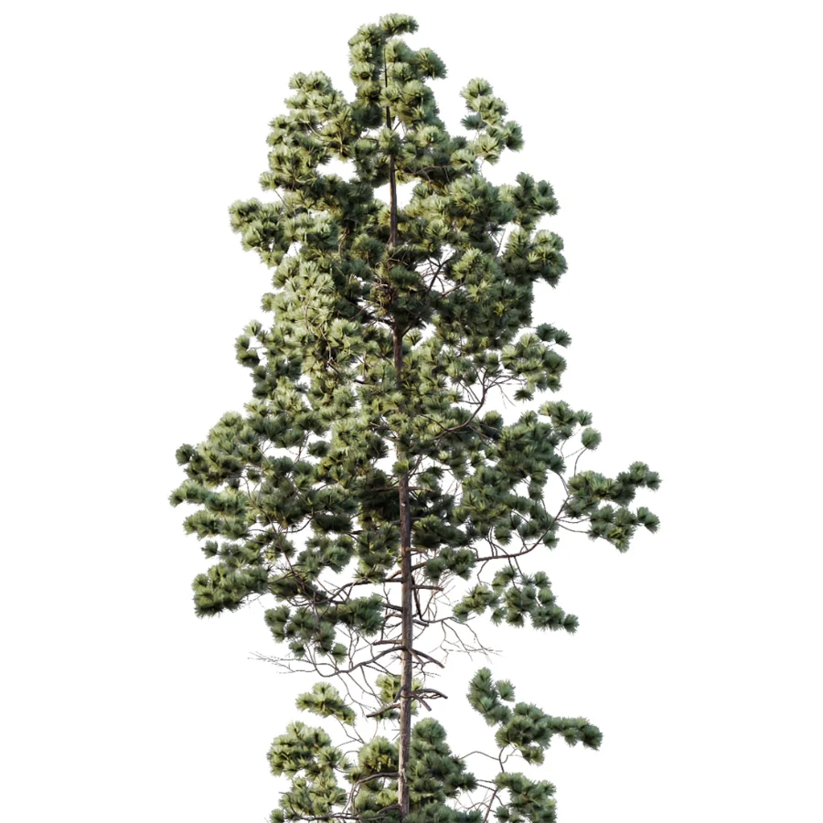 AV Pinus Palustris and Pinus Nigra Sylvestris Subsp Winter Snow trees Image 3