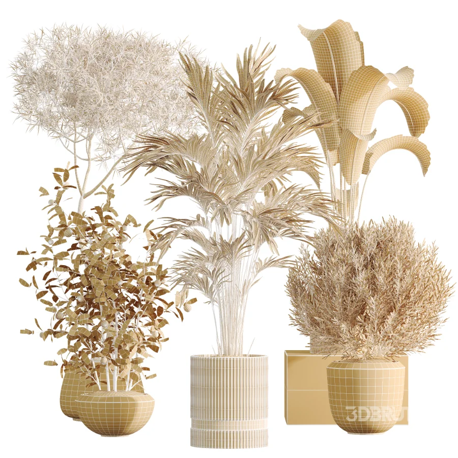 AV Indoor Plants Set 459 Chemlali Olive and Cat Reed Palm and China Orange Tree and Ficus Dracaena Marginata and Ravenala Banana Image 8