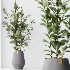 AV Indoor Plants Set 454 Chemlali Olive Tree and Bird Of ParadiseBird and Ficus microcarpa and Ficus Dracaena Marginata - Thumbnail 5