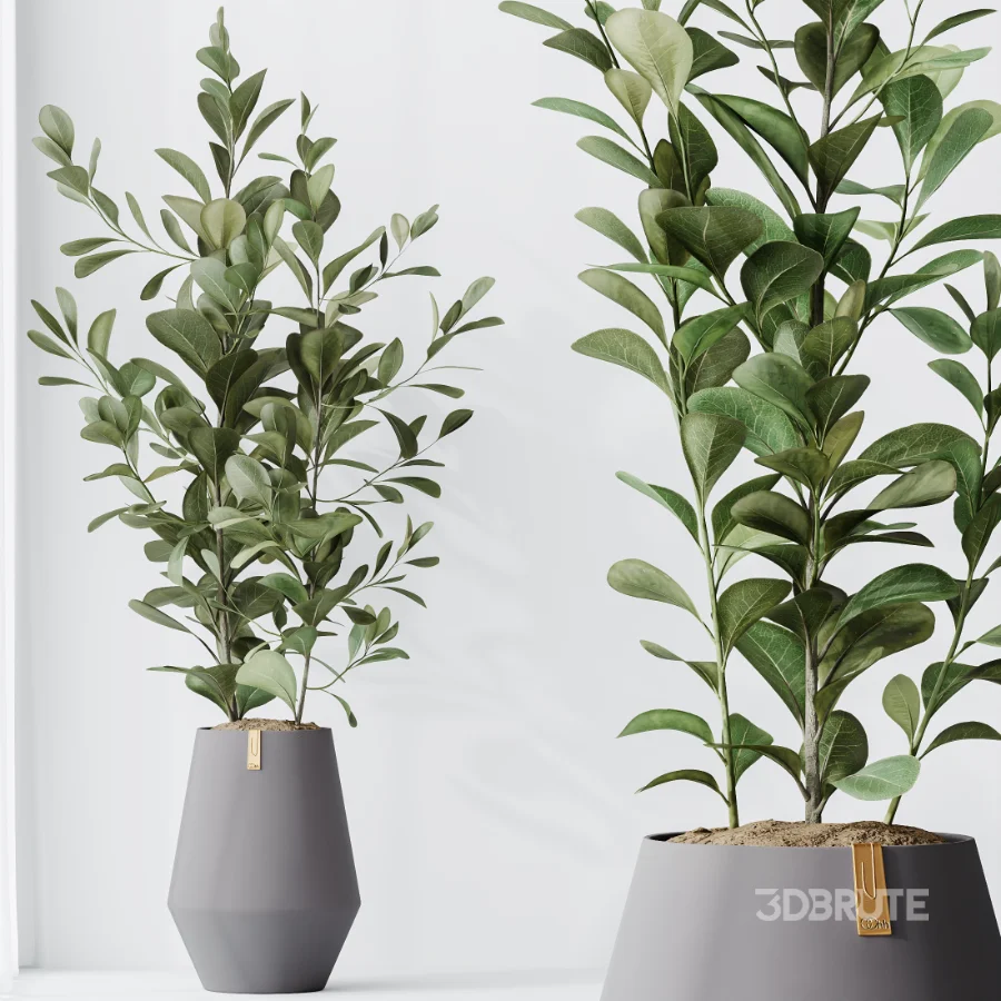 AV Indoor Plants Set 454 Chemlali Olive Tree and Bird Of ParadiseBird and Ficus microcarpa and Ficus Dracaena Marginata Image 5