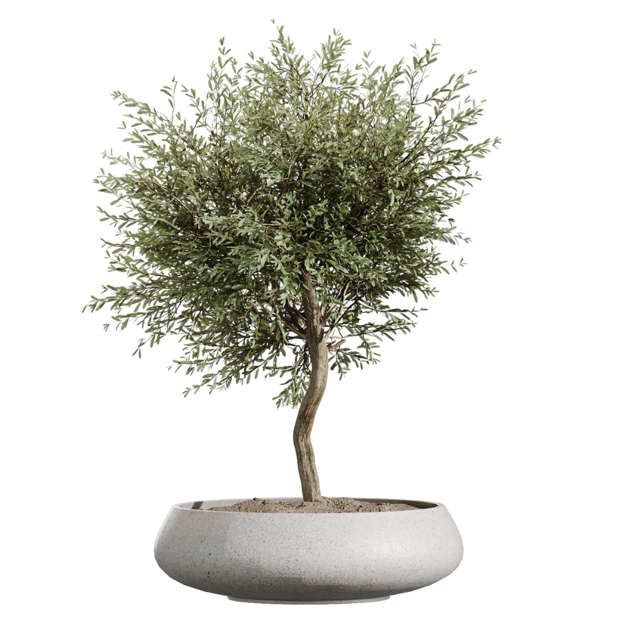 AV Indoor Plants Set 451 Olive Elegant and Ficus Dracaena Marginata and Cyara Areca Palm Image 3