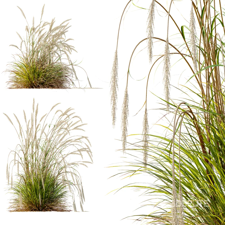 AV Calamagrostis Acutiflora Karl Foerster and Stipa arundinacea Sweet Grasses Image 6