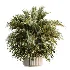 AV Indoor Plants Set 461 Yucca Elephantipe and Cat Reed Palm and Bird Of Paradise and Schefflera Arboricola - Thumbnail 5