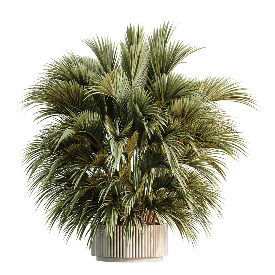 AV Indoor Plants Set 461 Yucca Elephantipe and Cat Reed Palm and Bird Of Paradise and Schefflera Arboricola Image 5