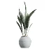 AV Indoor Plants Set 446 Ficus microcarpa and Aspidistra Elatior and Cactus Opuntia and Ficus Elastica Rubber and Cyara Areca Palm - Thumbnail 5