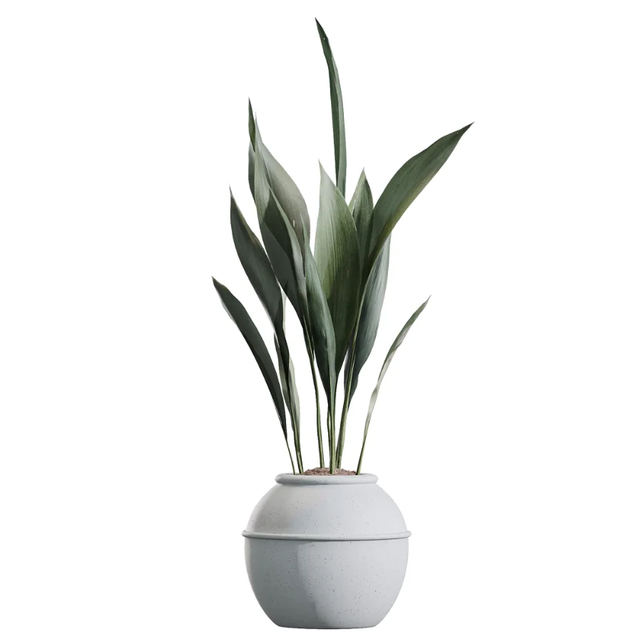 AV Indoor Plants Set 446 Ficus microcarpa and Aspidistra Elatior and Cactus Opuntia and Ficus Elastica Rubber and Cyara Areca Palm Image 5