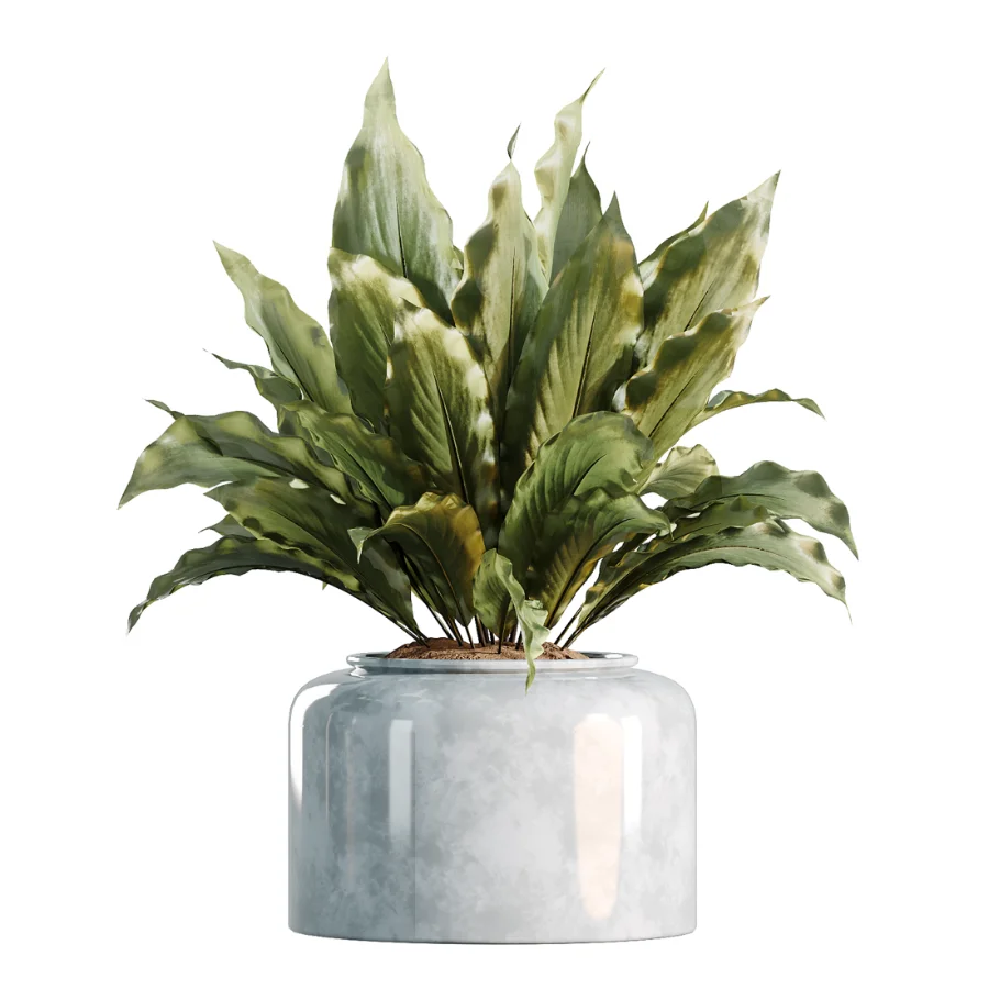 AV Indoor Plants Set 469 Yucca Elephantipe and Briful Pachira and Licuala Grandis Palm and Cyara Areca Palm Image 4