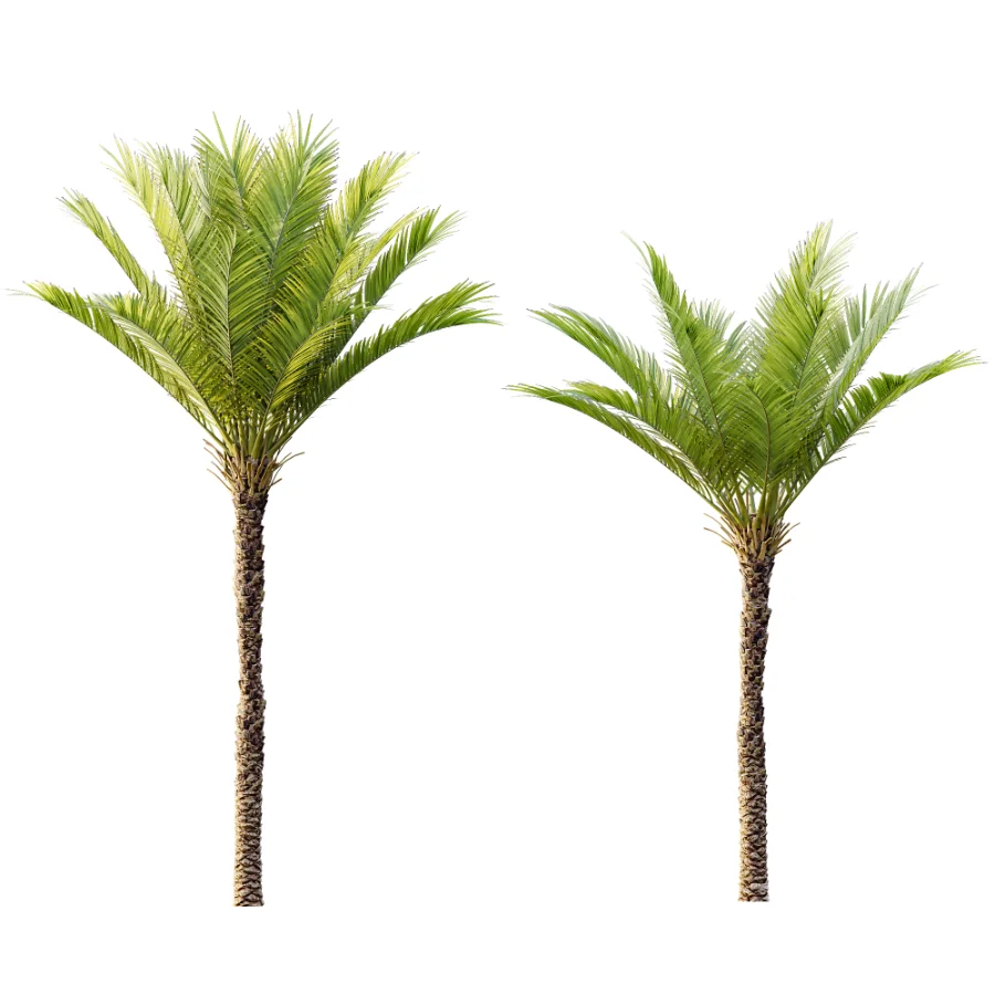 AV Phoenix Dactylifera Date Jurassic Palm Tree and Acer Saccharinum Image 3