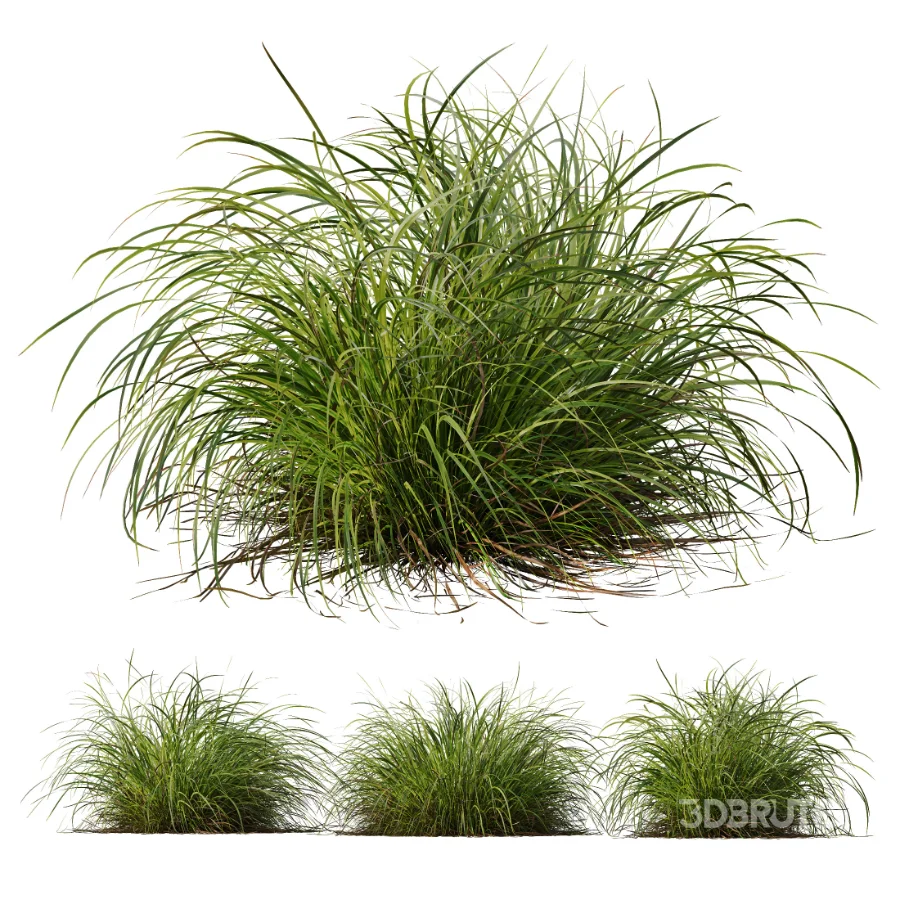 AV Celtica Gigantea Stipa Golden Oats and Carex Elata Aurea Grass Image 7