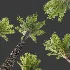 AV Phoenix Dactylifera Date Jurassic Palm Tree and Acer Saccharinum - Thumbnail 7