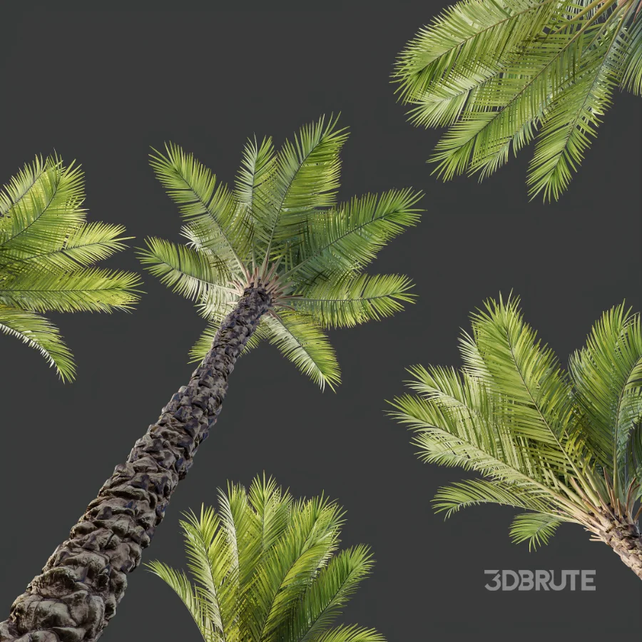 AV Phoenix Dactylifera Date Jurassic Palm Tree and Acer Saccharinum Image 7