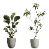 AV Indoor Plants Set 449 Ficus Dracaena Marginata and Ravenala Banana and Spineless Yucca - Thumbnail 5