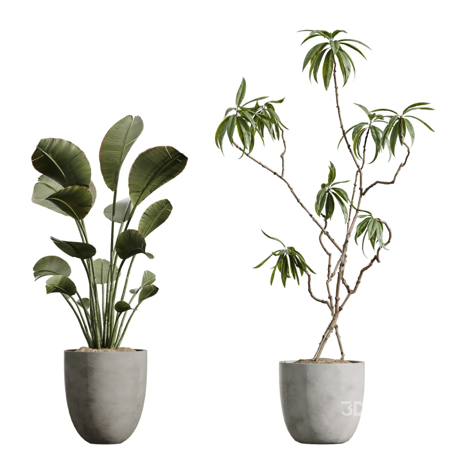 AV Indoor Plants Set 449 Ficus Dracaena Marginata and Ravenala Banana and Spineless Yucca Image 5
