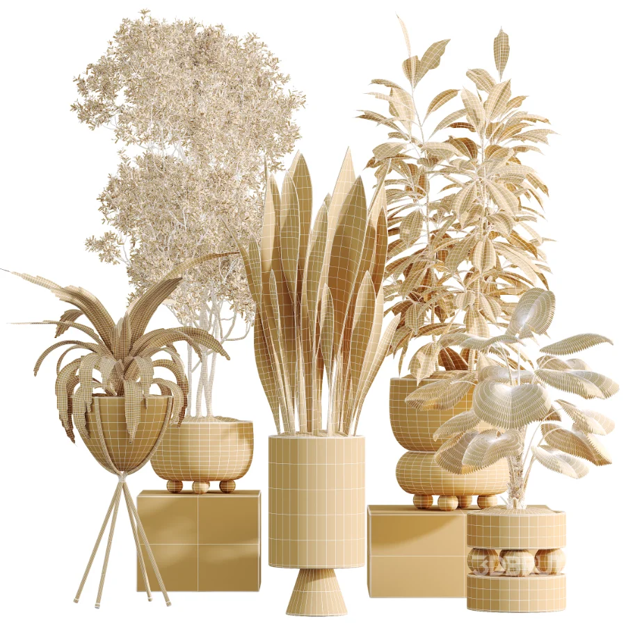 AV Indoor Plants Set 462 Licuala Grandis Palm and Dracaena Warneckii Cane and Snake Sansevieria and Ficus Cyathistipula and Chemlali Olive Image 10