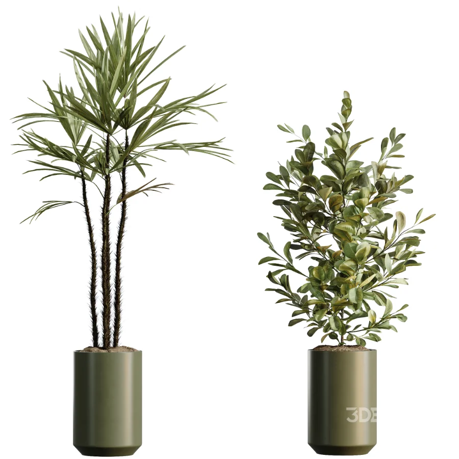 AV Indoor Plants Set 466 Dracaena Warneckii Lime Cane and Ficus microcarpa and Rhapis Lady Palm and Ravenala Banana and Chemlali Olive Image 7